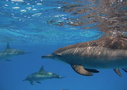 Sataya - Delfin-öböl Marsa